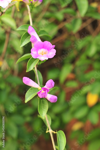 Garlic vine violet flower selective focus point