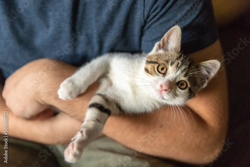Fototapeta Naklejka Na Ścianę i Meble -  A kitten resting in a man's arms