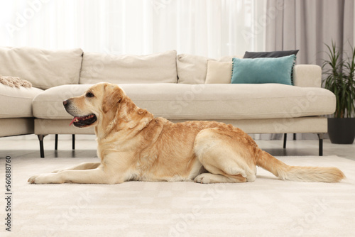 Fototapeta Naklejka Na Ścianę i Meble -  Cute Labrador Retriever on floor in living room