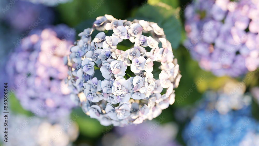 Close up macro of White Hydrangea flower blooming in field garden. 3d realistic render. selective focus. Close up macro of White Hydrangea flower blooming in field garden. 3d realistic render. selective focus.