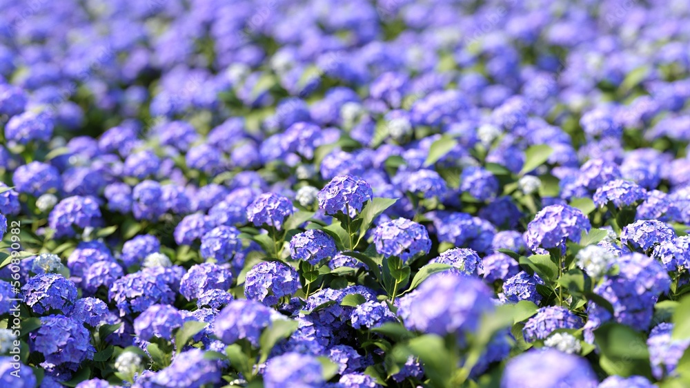 Close up of violet purple Hydrangea flower blooming in field garden. 3d realistic render. selective focus. Close up of violet purple Hydrangea flower blooming in field garden. 3d realistic render. selective focus.