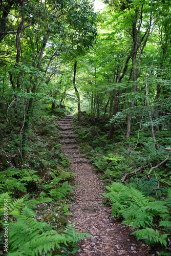 fine spring forest with path and fern