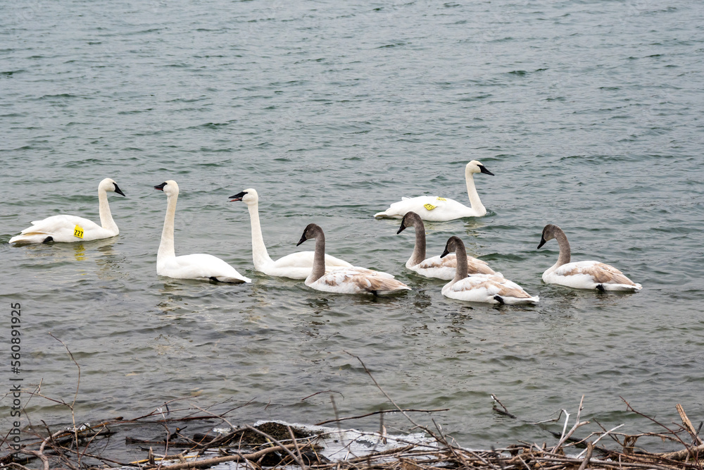Wild Trumpeter Swans (Cygnus buccinator), adults and imature juvenile birds in Toronto’s Outer Harbour. The species of swan was virtually extinct in 1933 Wild Trumpeter Swans (Cygnus buccinator), adults and imature juvenile birds in Toronto’s Outer Harbour. The species of swan was virtually extinct in 1933
