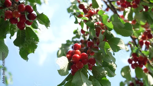 Ripe red and cherry berries hang from a tree branch before being harvested in early summer. A tree with delicious and juicy dark red cherry fruits hanging from a tree branch.