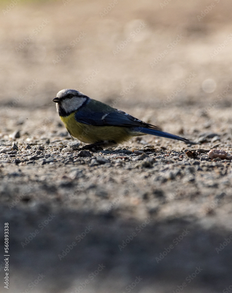 Naklejka premium a bird