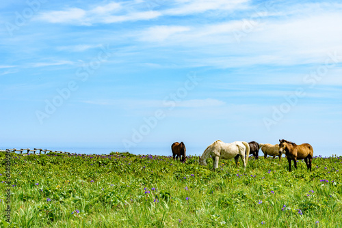 北海道　厚岸 あやめと馬と海と  © rujin
