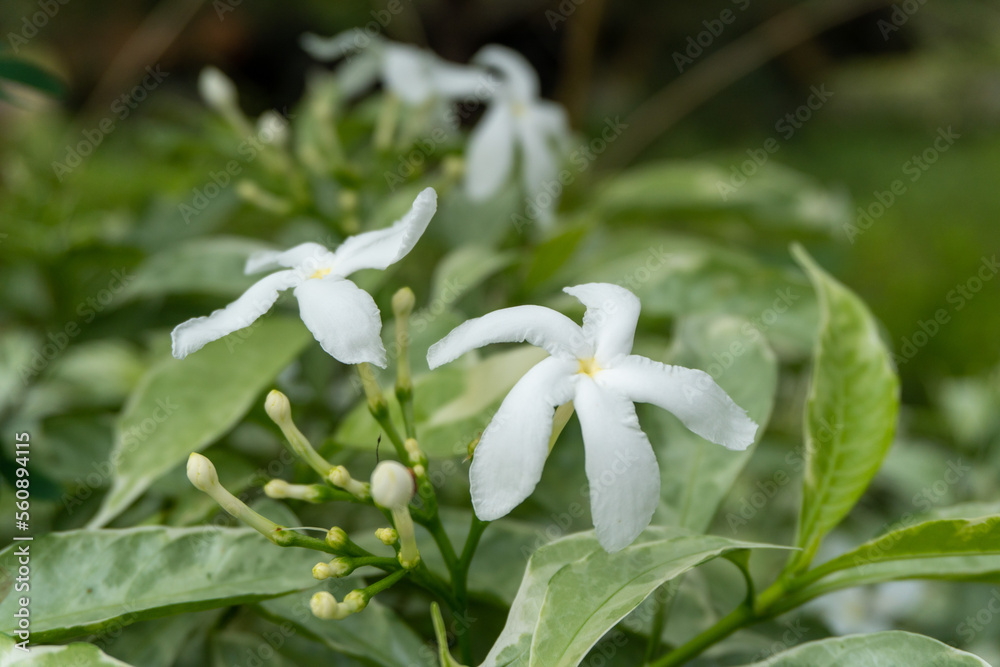 Group of wild white flowers among the leaves in nature Group of wild white flowers among the leaves in nature