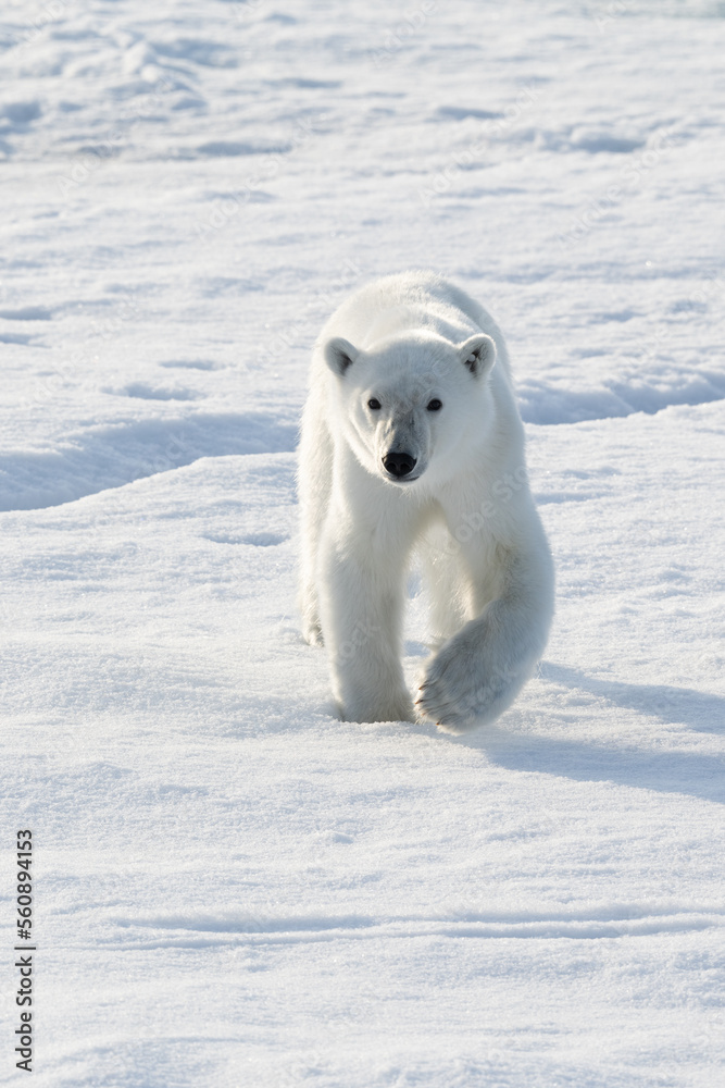 Polar Bear walking on ice in Norway in the arctic at the polar ice edge. Close to the North Pole.
