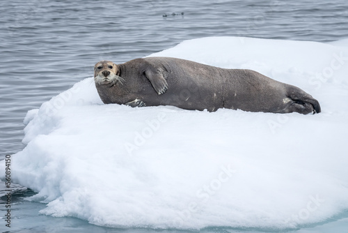 Bearded Seal laying on Iceberg in Svalbard, Norway, the Arctic