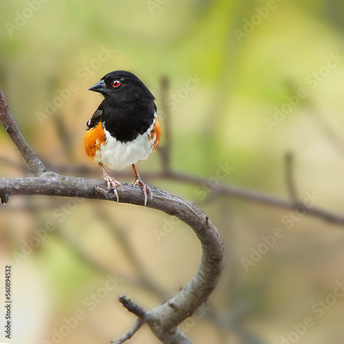 Eastern Towhee perched on a tree
