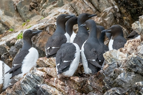 Common Murre photo