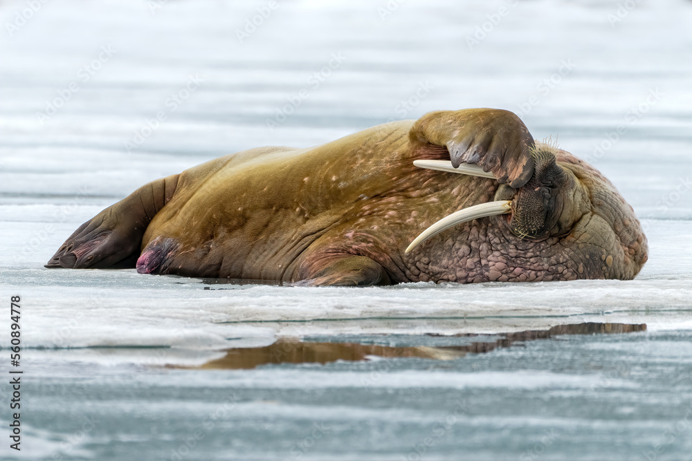 Fototapeta premium Walrus on Iceberg in Svalbard, Norway, the Arctic
