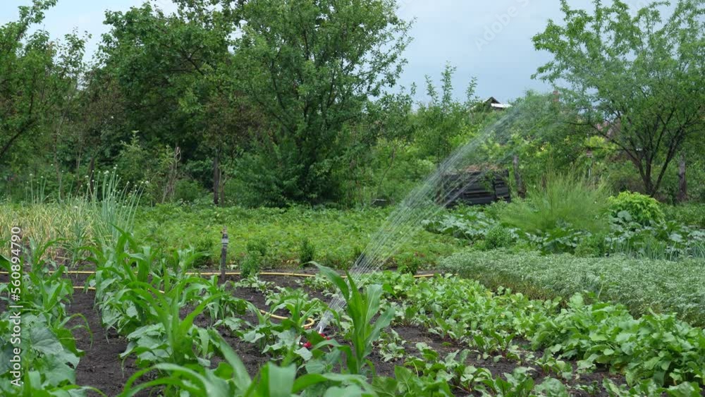 Watering crops in the garden. The smart garden is activated with a fully automatic sprinkler irrigation system watering the crop rows. Shooting in 4K UHD. Watering crops in the garden. The smart garden is activated with a fully automatic sprinkler irrigation system watering the crop rows. Shooting in 4K UHD.