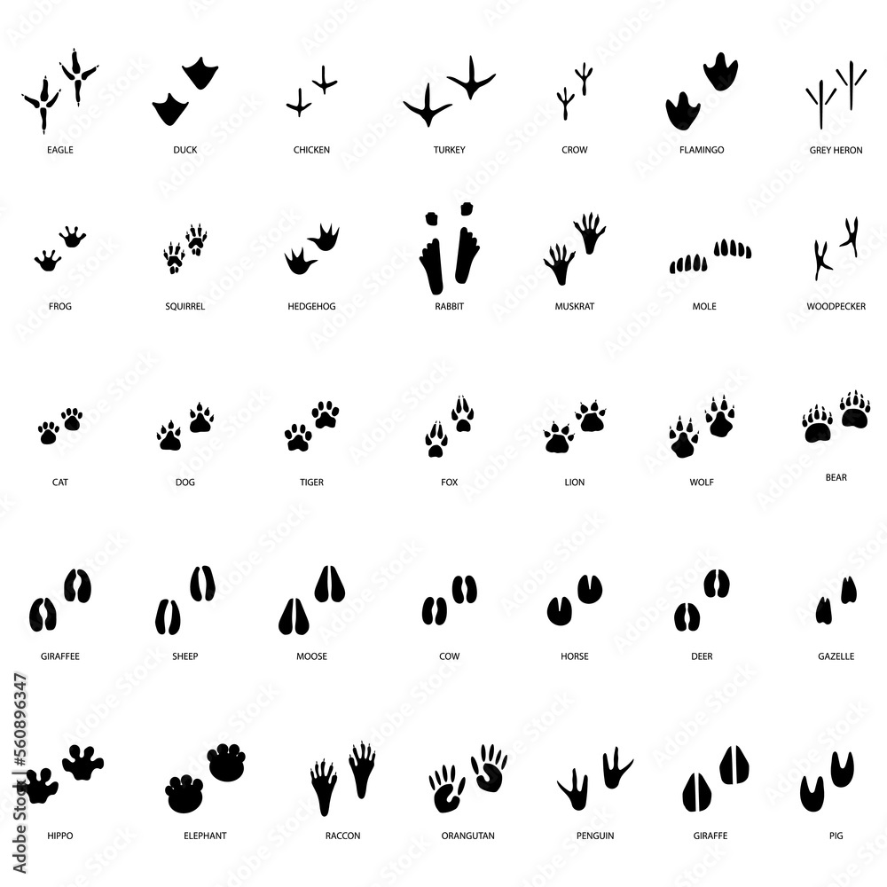 Obraz premium different footprint traces. footprint step traces animals. Vector illustration.