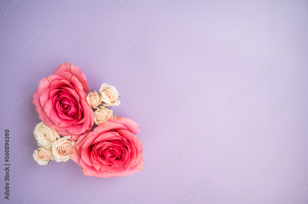 Coral pink roses and light pink spray roses on purple lavender background Coral pink roses and light pink spray roses on purple lavender background