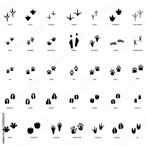 different footprint traces. footprint step traces animals. Vector illustration. © Лена Полякевич