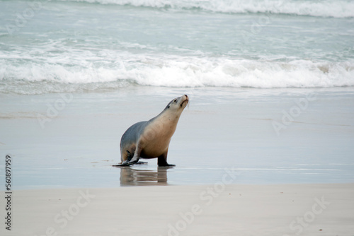 the sea lion is looking for her pup after coming ashore