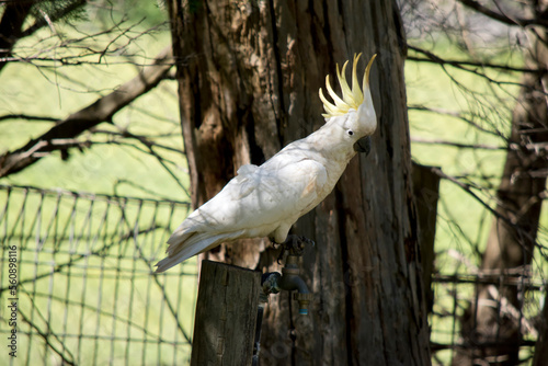 the sulpher crested cockatoo is perched on a gate photo
