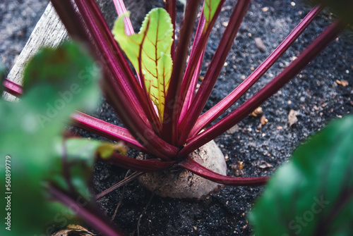 Beetroot growing in organic homestead vegetable garden photo