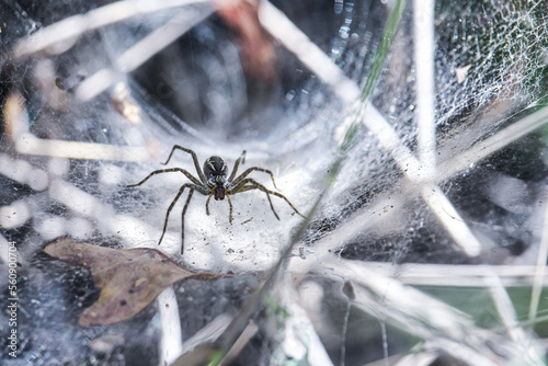 Fotomurale spider on the web tube