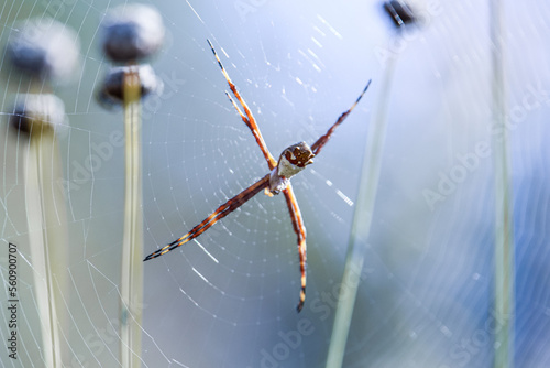 Papier peint spider on the web