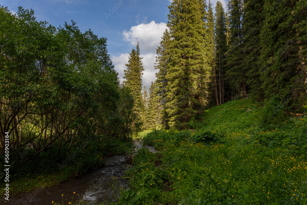 Fototapeta premium footpath in the woods