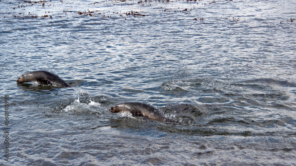 Obraz premium Antarctic fur seals (Arctocephalus gazella) swimming and jumping out of the water at Stromness, South Georgia Island