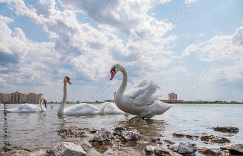 A large flock of graceful white swans swims in the lake.  swans in the wild