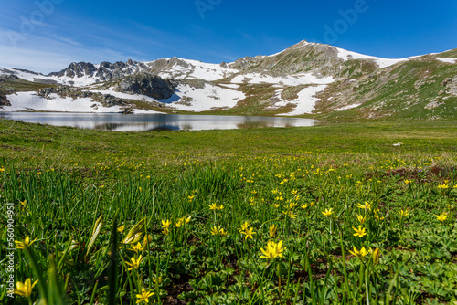 Fototapeta Naklejka Na Ścianę i Meble -  alpine meadow in the mountains