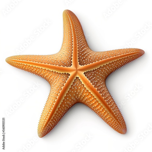 Starfish underwater on a ocean floor. starfish isolate on white background.