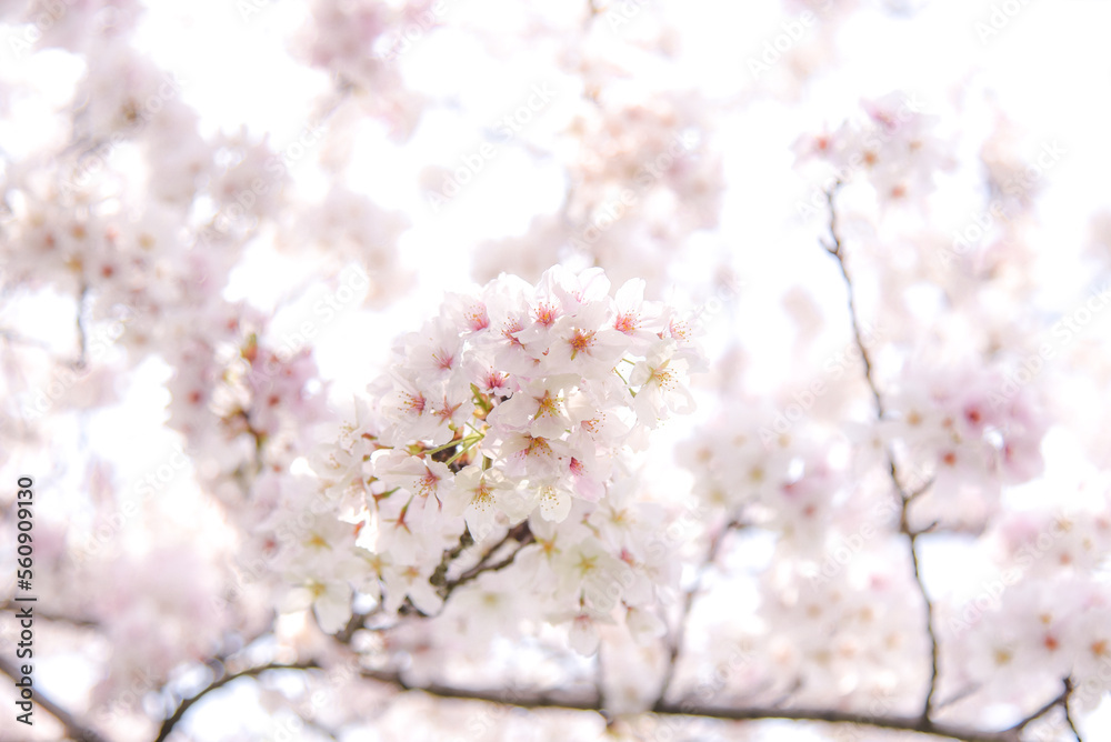 桜のピンク背景