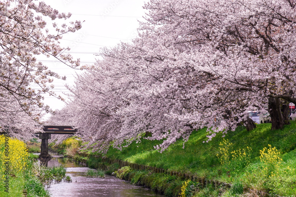 桜並木のピンク背景
