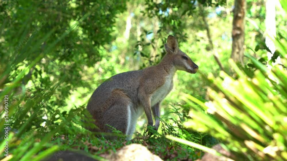 Red-necked wallaby. notamacropus rufogriseus spotted in the wild, surrounded by dense green vegetations, wondering around the environment, close up shot of native Australian wildlife species. Red-necked wallaby. notamacropus rufogriseus spotted in the wild, surrounded by dense green vegetations, wondering around the environment, close up shot of native Australian wildlife species.