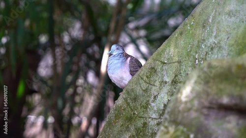 Bar-shouldered dove, geopelia humeralis spotted in the wild, curiously wondering around its surrounding environment, fluff up its feathers to stay warm, Australian native bird species. photo