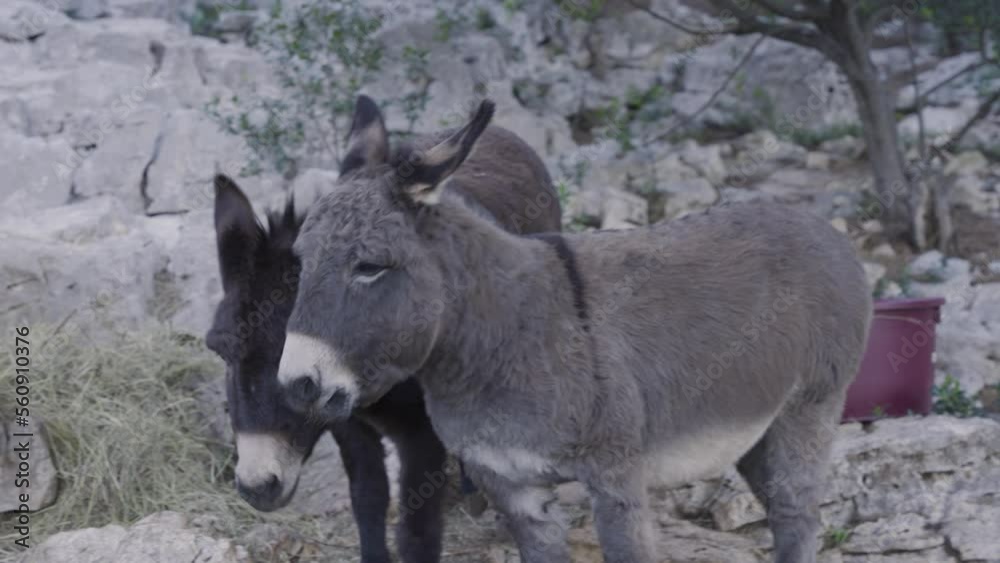 A close-up shot of beautiful donkeys in nature. A close-up shot of beautiful donkeys in nature.