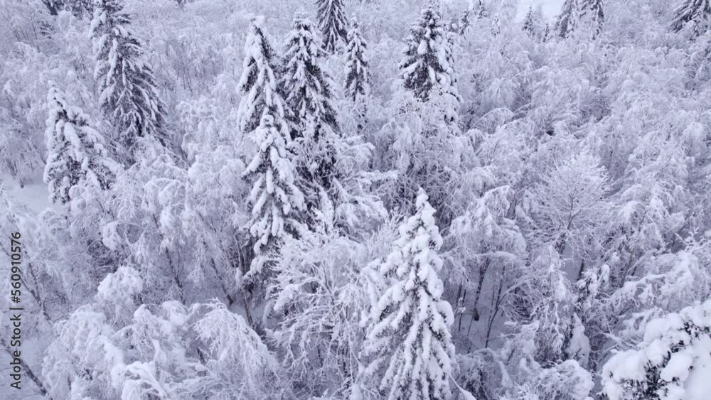 pushing out over beautiful snow covered trees (alder and spruce) in Swiss Alps pushing out over beautiful snow covered trees (alder and spruce) in Swiss Alps