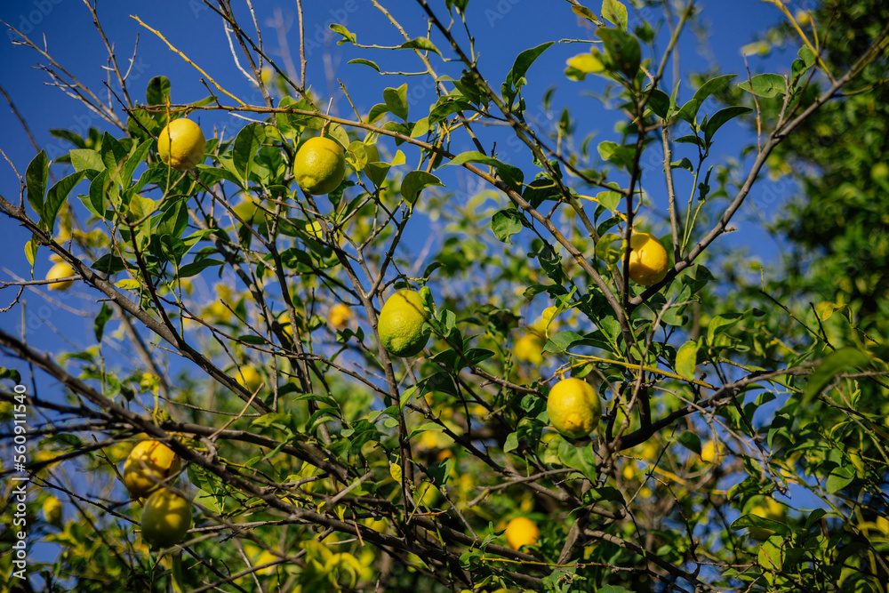 Lemon tree branches in blue sky