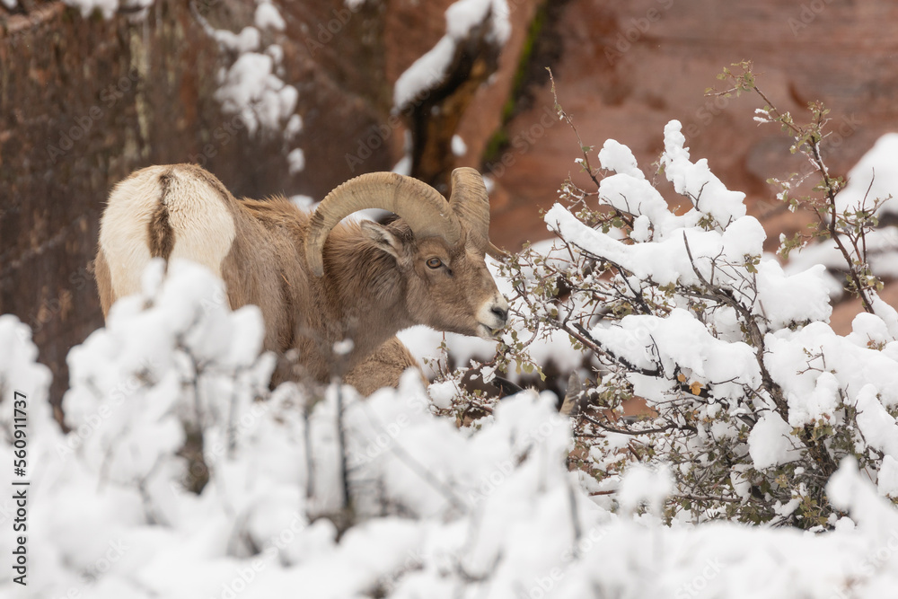 Naklejka premium A desert bighorn sheep forages on the leaves of a Q. turbinella oak bush after knocking the snow off on a cold winter day in Zion National park Utah, USA.