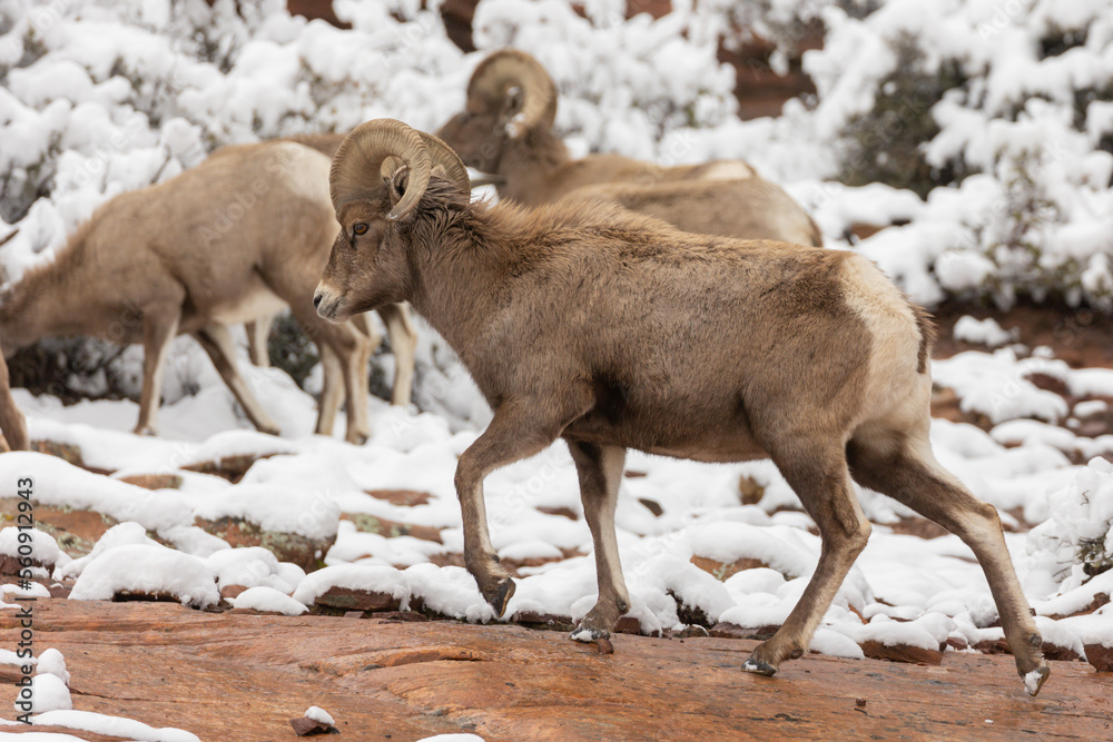 A desert bighorn ram walks along a wet slickrock slope with part of his herd browsing on the snow covered bushes in the background in Zion National park, Utah, USA. A desert bighorn ram walks along a wet slickrock slope with part of his herd browsing on the snow covered bushes in the background in Zion National park, Utah, USA.