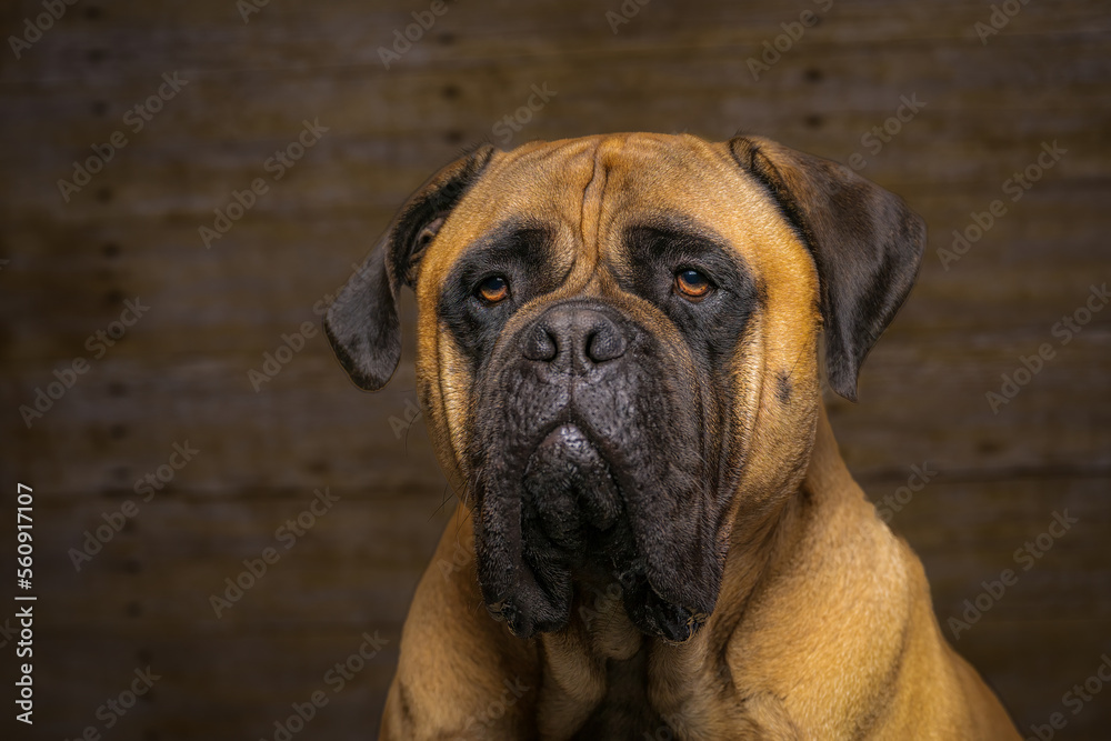 2022-10-25 A BULLMASTIFF HEAD SHOT SITTING IN FRONT OF A WOOD PANEL WITH NICE EYES 2022-10-25 A BULLMASTIFF HEAD SHOT SITTING IN FRONT OF A WOOD PANEL WITH NICE EYES