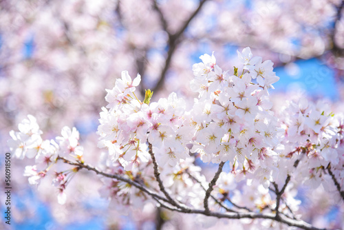 桜のピンク背景