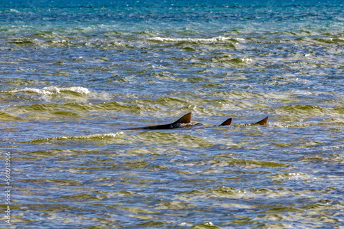 requin