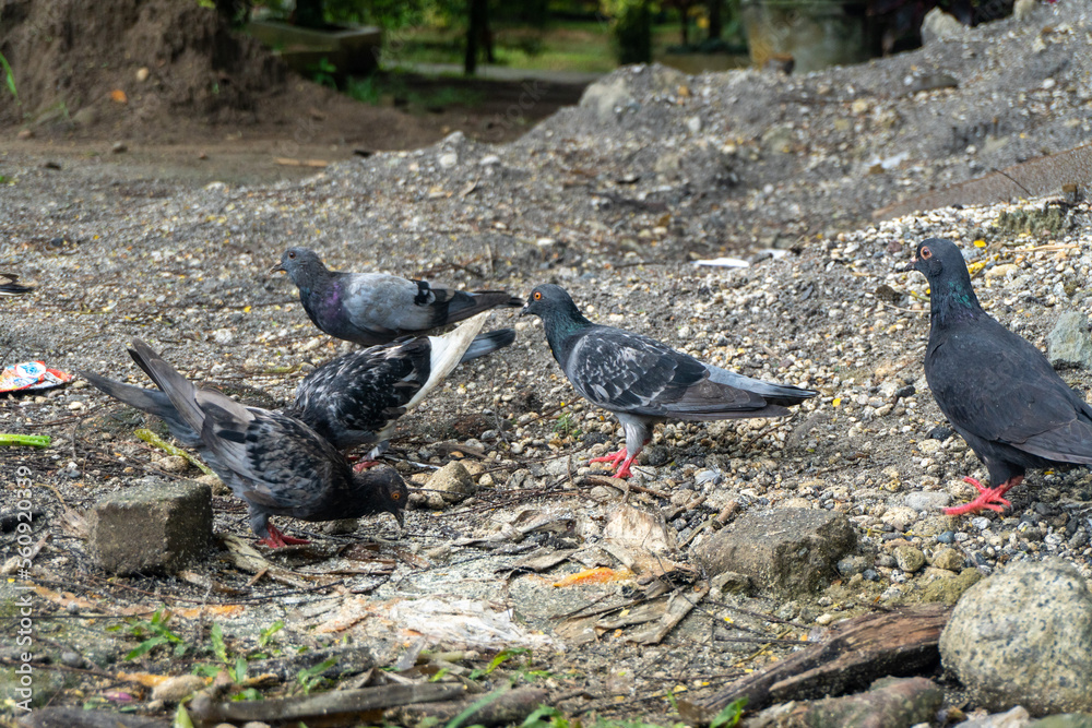 Fototapeta premium Wild pigeons congregate in residential areas