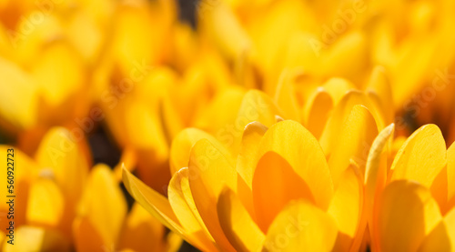 Abstract floral background, yellow crocus flowers. Macro flowers backdrop for holiday design © OLAYOLA