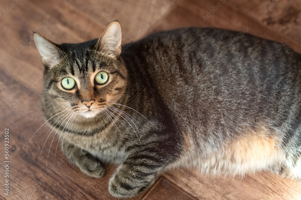 A large cat of amazing beauty