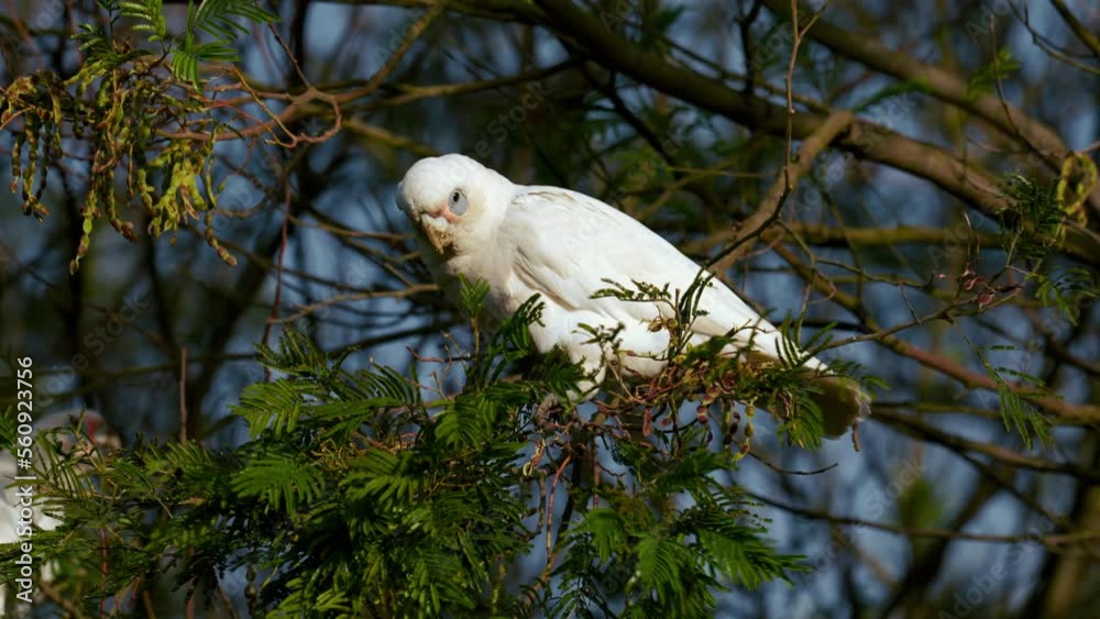 Cockatoo cockapoo white parrot in a tree in Australia. Funny and lively wild bird. Scenic and cinematic documentary 4K UHD close-up of a beautiful animal feeding in nature with beak, wings, feathers. Cockatoo cockapoo white parrot in a tree in Australia. Funny and lively wild bird. Scenic and cinematic documentary 4K UHD close-up of a beautiful animal feeding in nature with beak, wings, feathers.