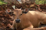 a balinese cow (bos javanicus domesticus) resting under a tree