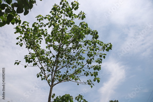 Teak trees that thrive in a plantation. This tree is known to produce wood of good quality photo
