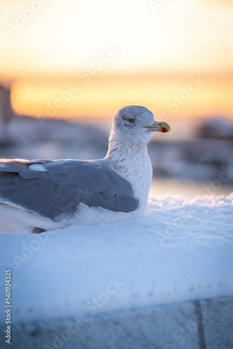 Photography seagull on the snow
