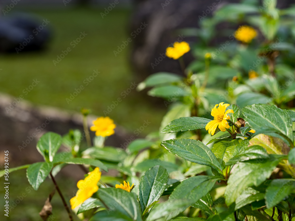 Thymophyllia, the beautiful little yellow flower. Thymophyllia, the beautiful little yellow flower.